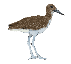 Current Beach Conditions Showcase Card Image