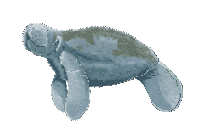 Current Beach Conditions Showcase Card Image