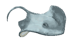 Current Beach Conditions Showcase Card Image