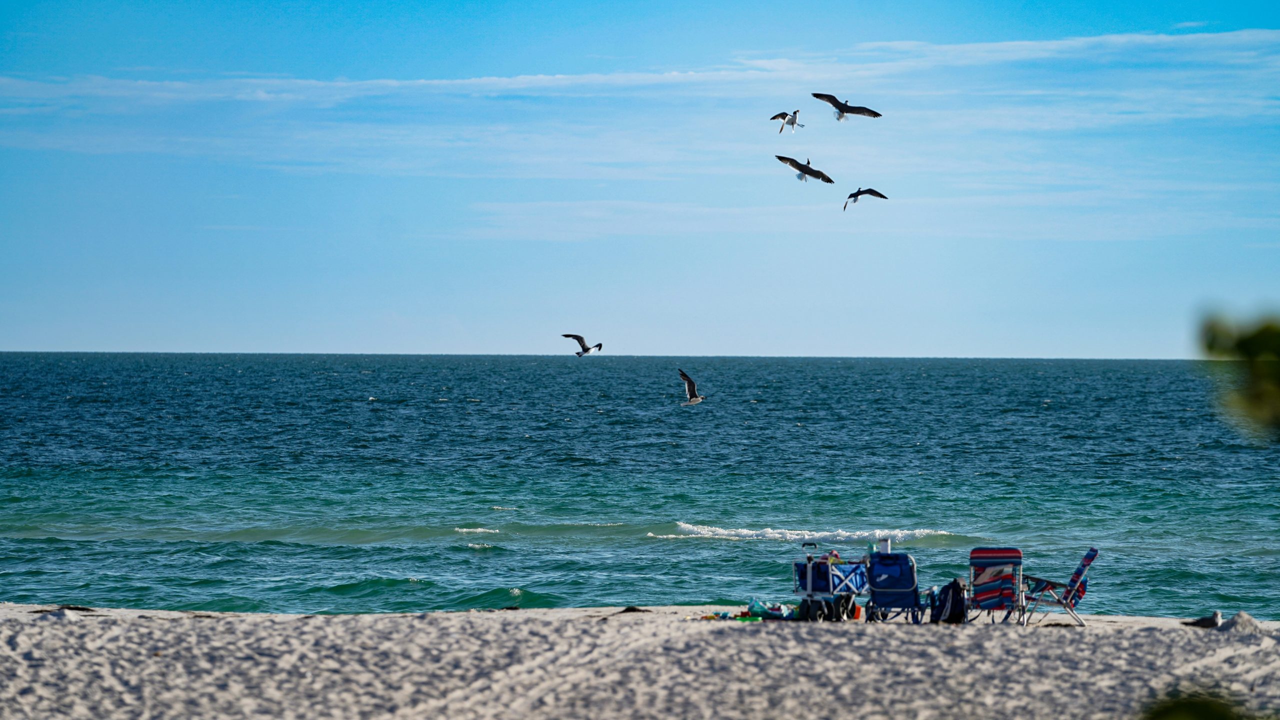 Convention Center A group of seagulls flies over some beach chairs and a beach cart on one of the pristine sandy beaches with clear blue ocean water found on Anna Maria Island in Florida.