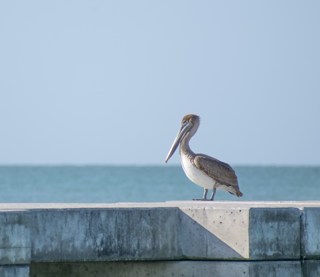 Beachside Bites: Top Toes-in-the-Sand Dining Destinations on Anna Maria Island a bird standing on a concrete ledge