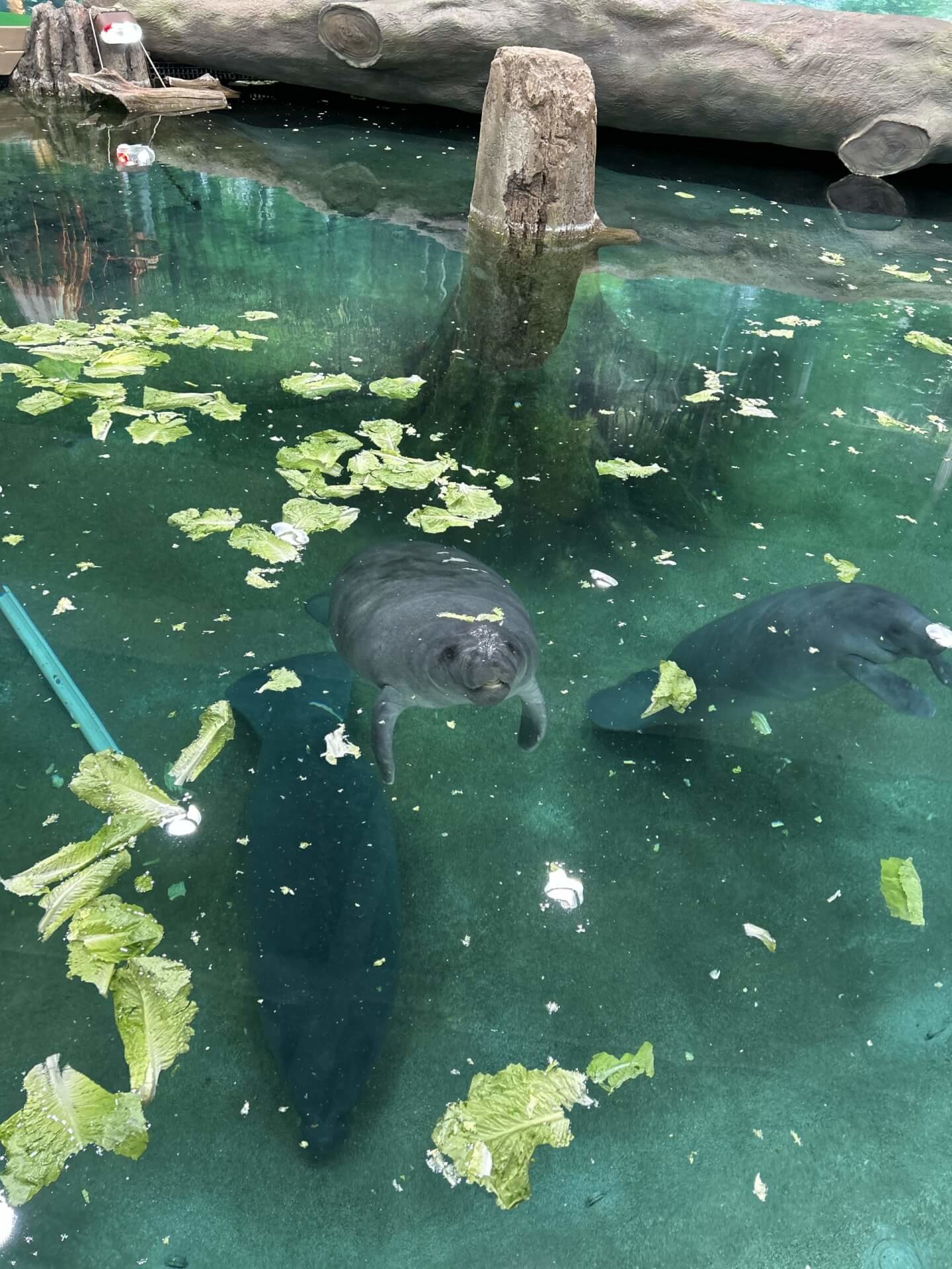 three manatees in the aquarium at The Bishop Museum of Science + Nature