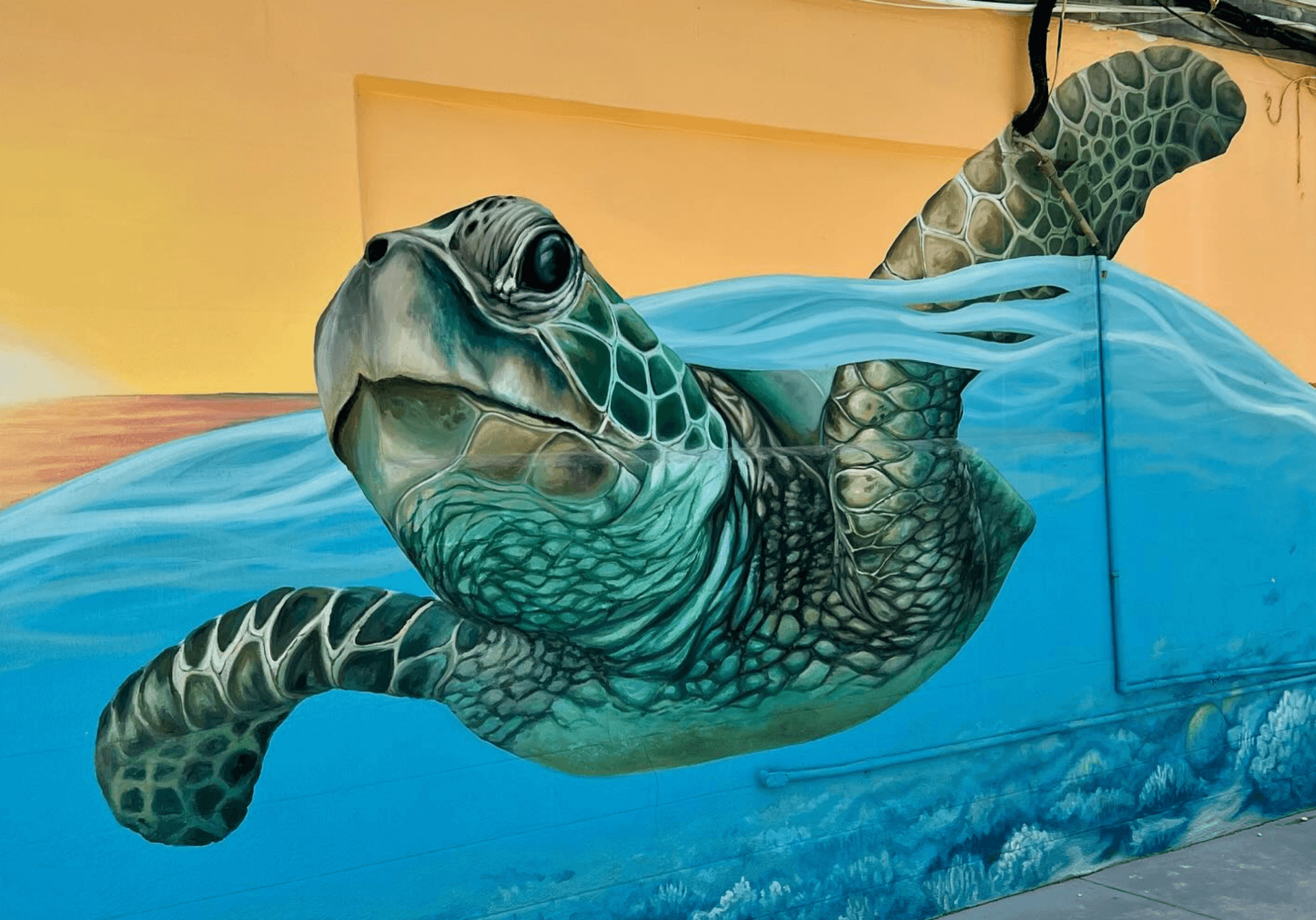 Where to see public art a turtle painted on a wall