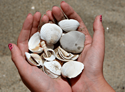 Shelling with Care: Sustainable Practices on Bradenton Area Beaches hand holding multiple found shells