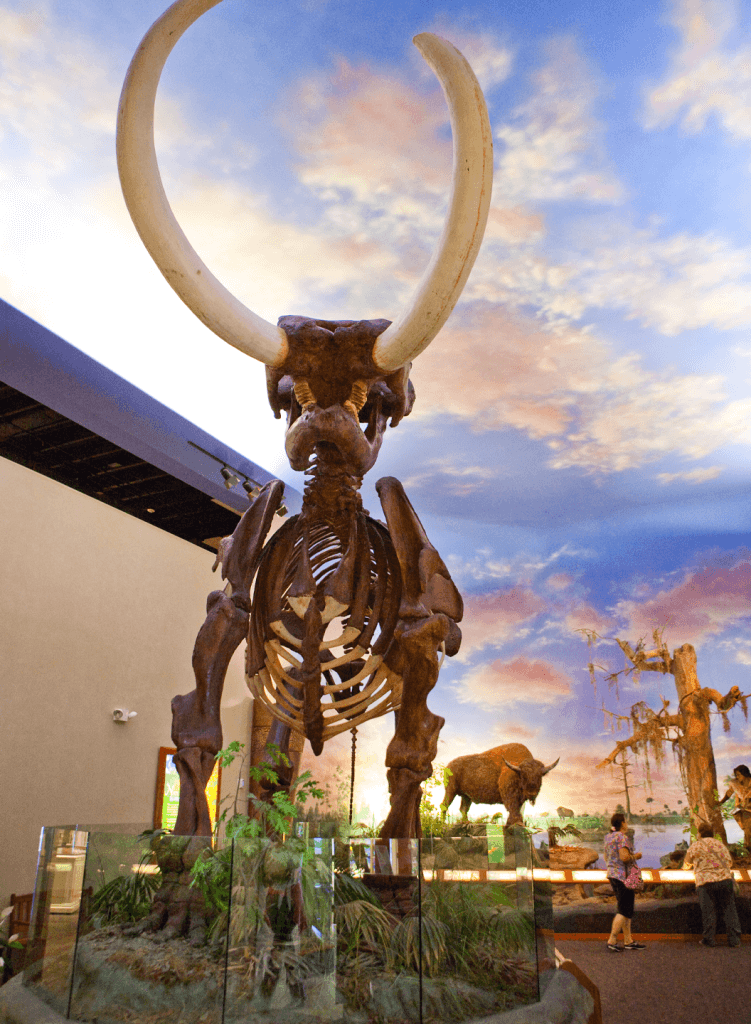 Hike Along the Bradenton Area's History Trail large mastodon skeleton in bishop museum of science and nature