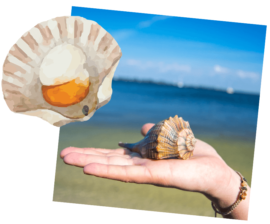 Love It Like A Local person holding shell at the beach